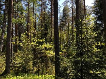 Фото номера Дом с 3 спальнями Дома для отпуска Retumi г. Алуксне 8